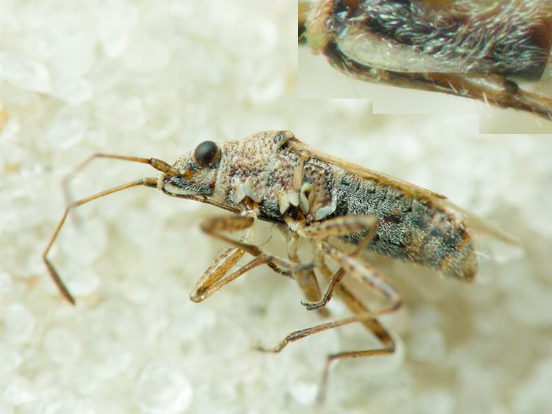 Insecta Linnaeus, 1758